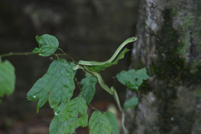 CRW_0807.jpg