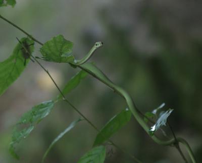 CRW_0808.jpg