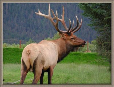 Alaska Elk