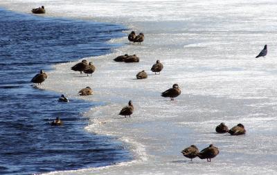 Ducks on Melting Ice