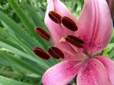 Asian Lilly
