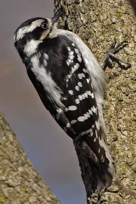 downy woodpecker 014.jpg