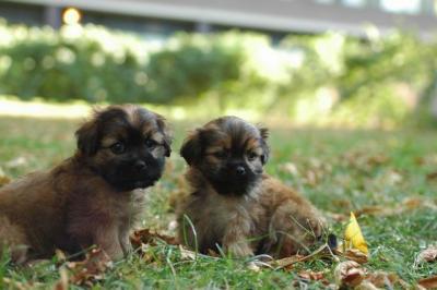Oct6a_04_055.JPG