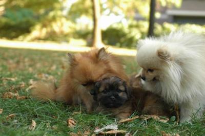Oct6a_04_375.JPG