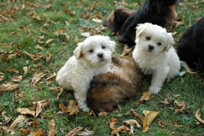 Oct6a_04_395.JPG