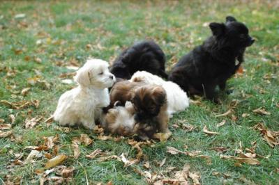 Oct6a_04_420.JPG