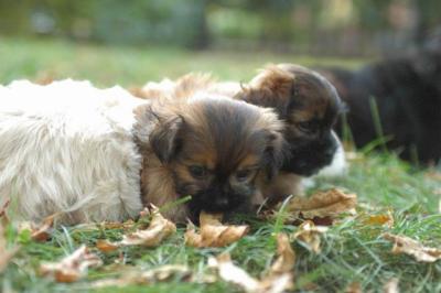 Oct6a_04_523.JPG