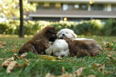 Oct6a_04_625.JPG