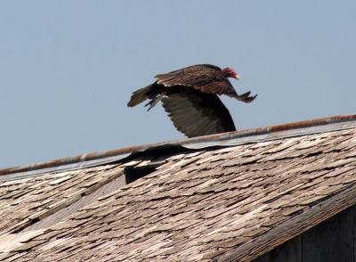 Turkey Vulture Taking Flight