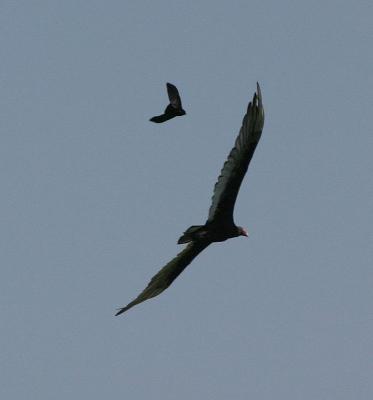 Turkey Vulture and Small Friend
