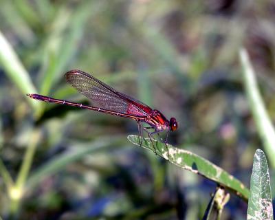 Damsel Fly IV