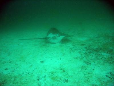 u34/bmcmorrow/medium/41249578.DiveOmanMar05057.jpg