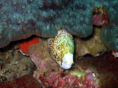 Painted Moray (Siderea picta)