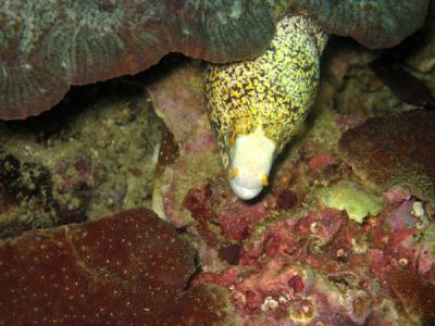 Painted Moray (Siderea picta)