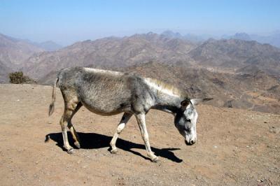 Donkey along the road to Manakha