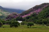 Wild rhododendron blooming on the hills, Snowdonia National Park