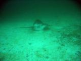A ray on the sandy bottom of Eagle Bay at 20m