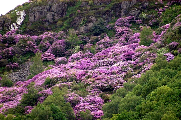 Rhododendron on the hill above Beddgelert