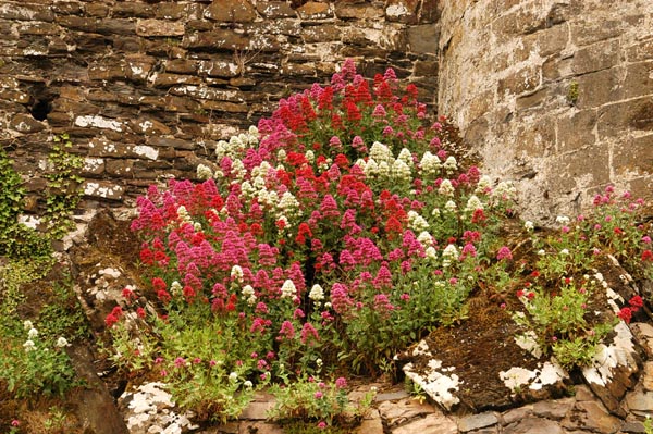 Wildflowers color Conwy Castle