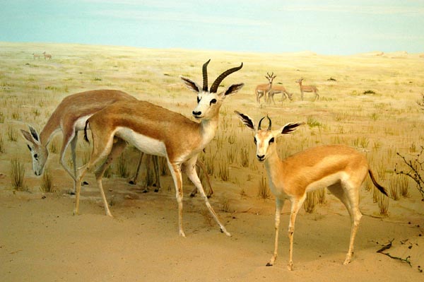 Gazelle, Bahrain National Museum