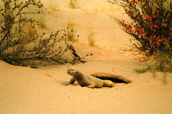Lizard, Bahrain National Museum
