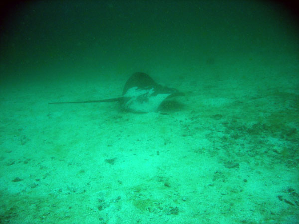 A ray on the sandy bottom of Eagle Bay at 20m