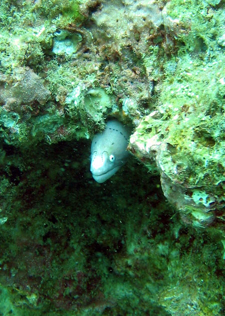 Geometric moray (Gymnothorax griseus)