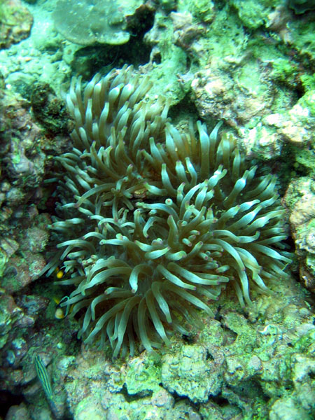 DiveOmanMar05 248.jpg