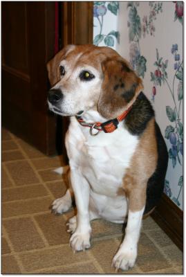 Beagle, an inside breed.