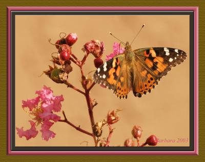 Painted Lady Butterfly on crepe myrtle blooms_ img _7589copy.jpg