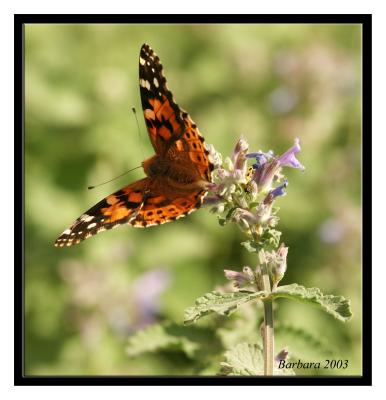 Copy of IMG_7584btrfly on catmint.jpg