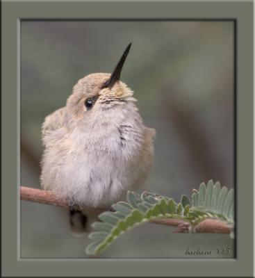 u34/bobbie2/medium/41273639.AnxiouslylookingforMomIMG_7168.jpg