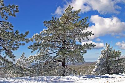 Snow  Trees