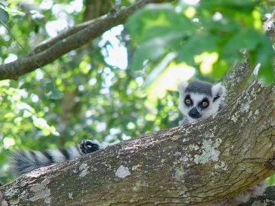 361 Lemur in tree.jpg