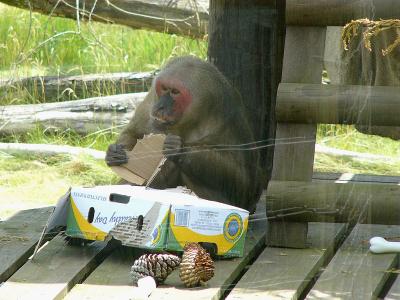 370 Eating cardboard box.jpg
