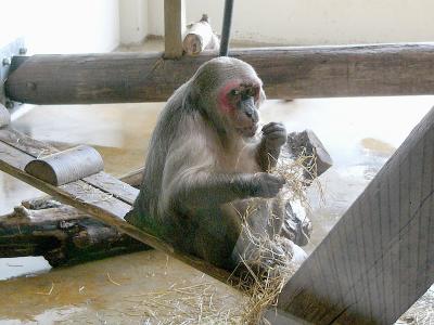 371 Eating straw.jpg