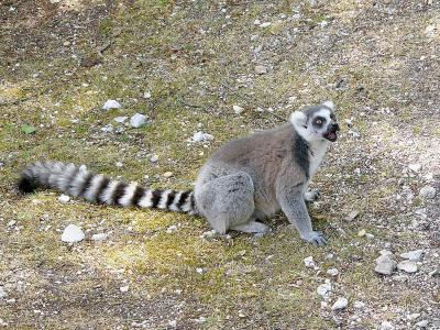 395 Lemur waiting.jpg