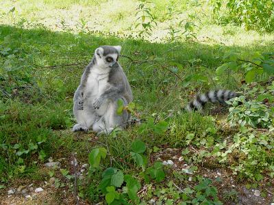 399 Lemur waiting.jpg