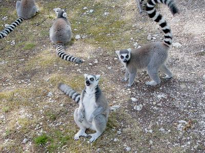 400 Lemur group.jpg