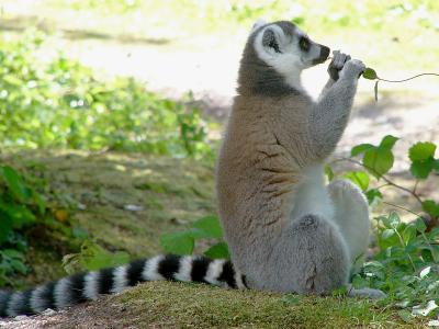 406a Lemur eating.jpg
