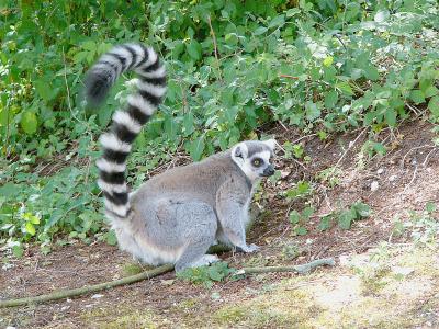 407 Lemur with raised tail.jpg