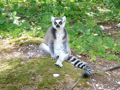 u34/bobw66/medium/31296801.408Lemursquatting.jpg