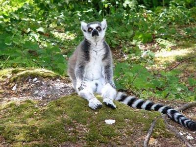 u34/bobw66/medium/31296805.412Lemursquatting.jpg