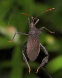 Florida Leaf-footed Bug.jpg