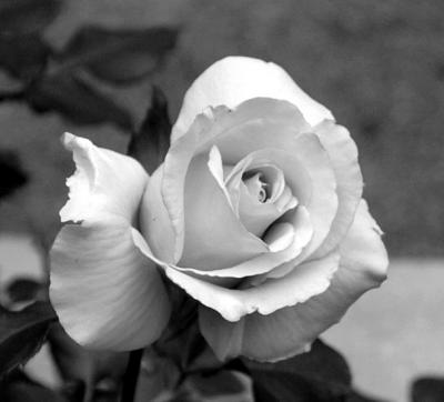 rose2