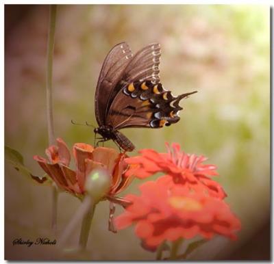 butterfly-2.jpg
