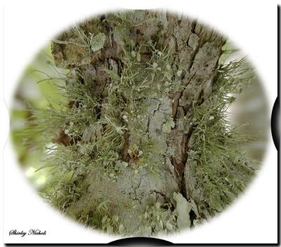 tree moss.jpg