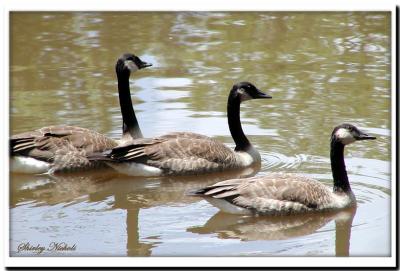 Canada geese-in Bayou Franceso.jpg