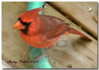 u34/braveart/medium/34725563.Redbirdsareback.jpg