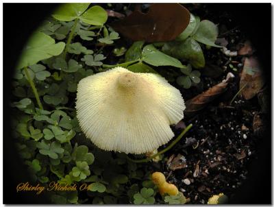 Mushroom garden.jpg